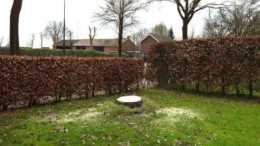 gat eind stobbe van lindeboom verwijderen met mini frees door A van Spelde hovenier bomen kappen uit Udenhout veilig werken op hoogtes